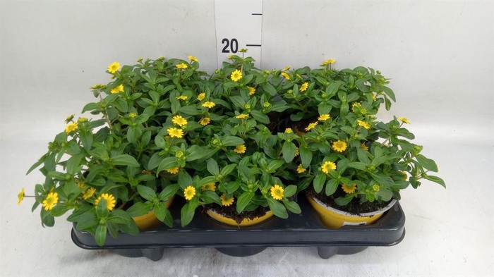 <h4>Sanvitalia  'Yellow Beauty'</h4>
