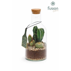 Arrangementen Cactus H%