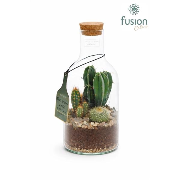 Arrangementen Cactus H%