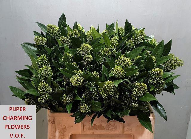 <h4>SKIM C KEW GREEN BS</h4>