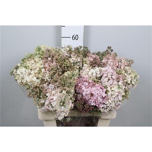 Syr Hy Maidens Blush 4+