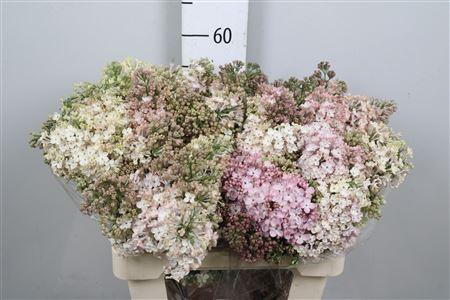 <h4>Syr Hy Maidens Blush 4+</h4>