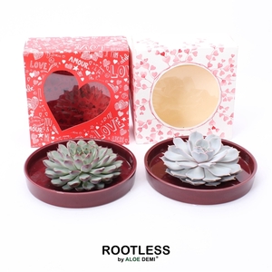 ROOTLESS Echeveria, red bowl - love/hearts box