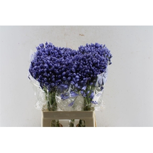 Agapanthus Buddy Blue