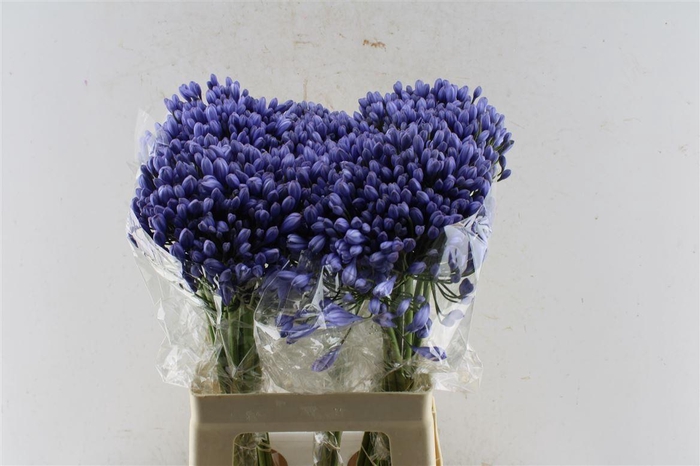 <h4>Agapanthus Buddy Blue</h4>