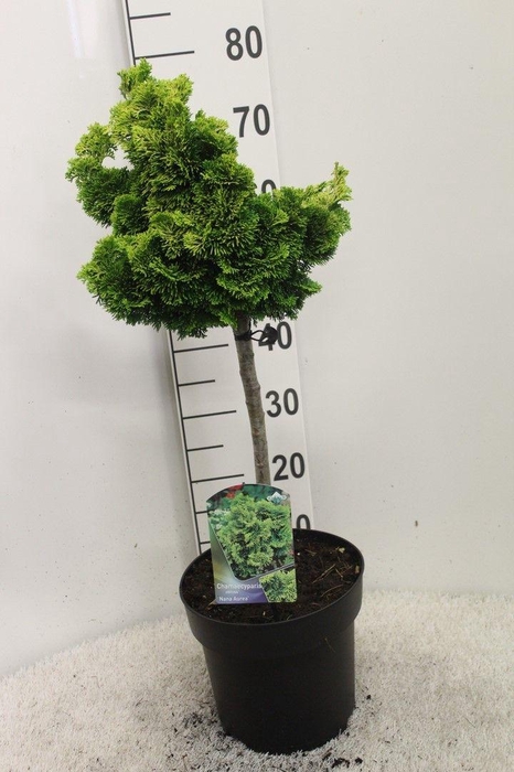<h4>Chamaecyparis obtusa 'Nana Aurea' P26 potgedrukt</h4>