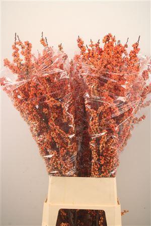<h4>Ilex Ve Magical Daydream</h4>