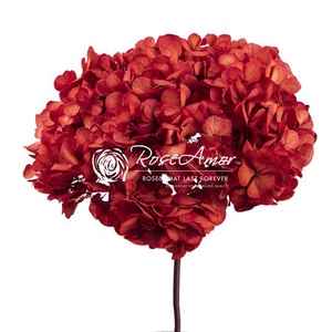 Hydrangea Xl Red04