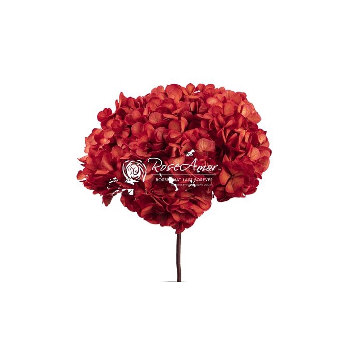 <h4>Hydrangea Xl Red04</h4>