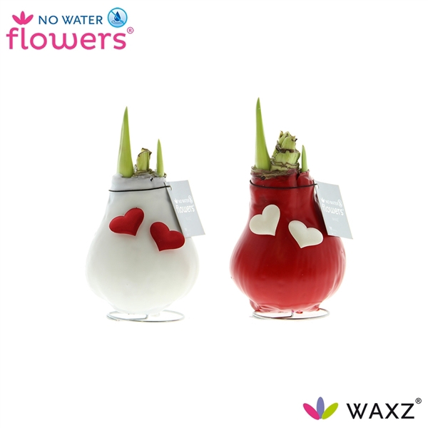 <h4>No Water Flowers Waxz® Love</h4>