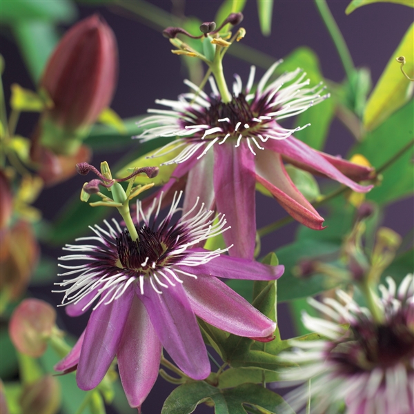 <h4>Passiflora 'Victoria' +3.0 label</h4>