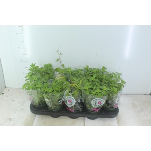 ERVAS AROMATICAS P11