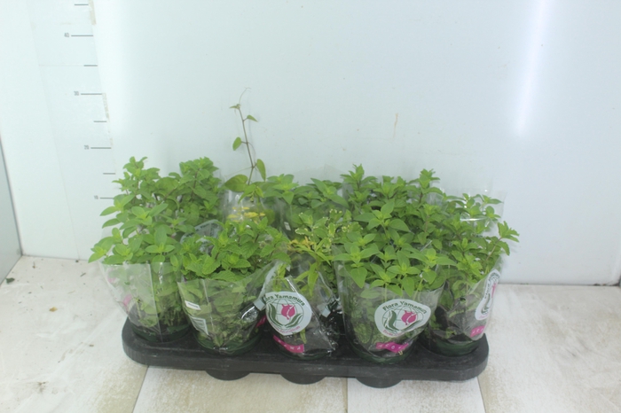 <h4>ERVAS AROMATICAS P11</h4>