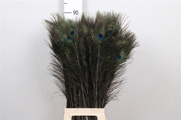 <h4>Pauwenveren H%</h4>