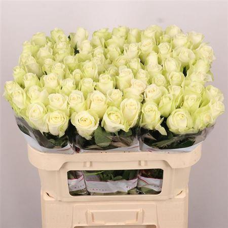 <h4>R Gr Snowstorm+</h4>