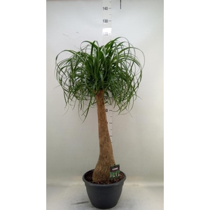 Beaucarnea recurvata