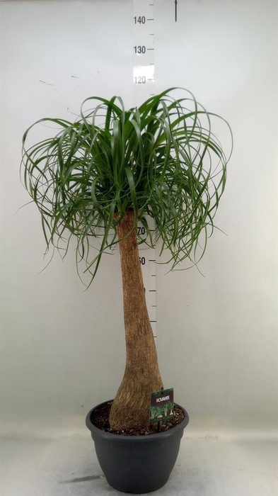 <h4>Beaucarnea recurvata</h4>