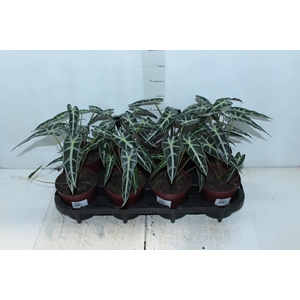 ALOCASIA PICOLLINI P12