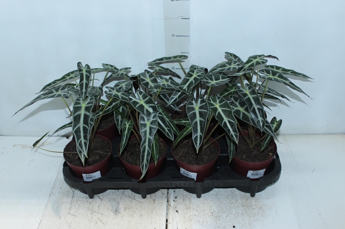 ALOCASIA PICOLLINI P12