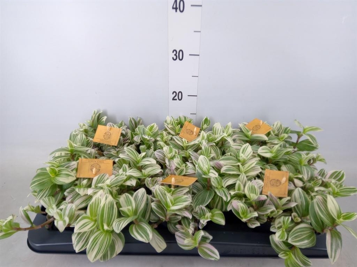 <h4>Tradescantia ...</h4>