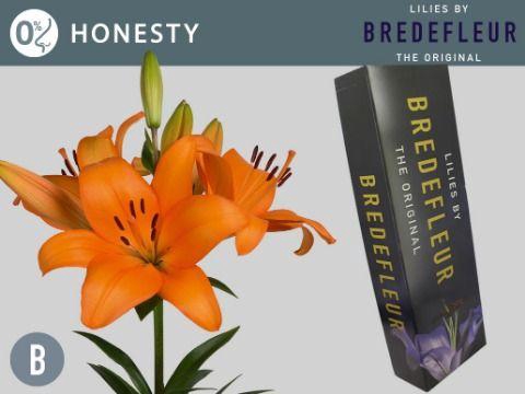 <h4>LI LA HONESTY QUALITY BOX</h4>