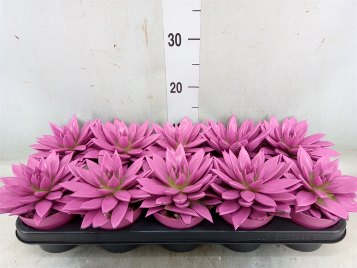 <h4>Echeveria  'Miranda'</h4>