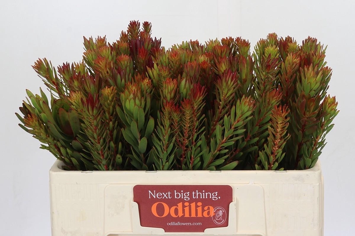 <h4>Leucadendron Safari Sunset</h4>