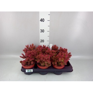 Cotyledon tome. ladys.