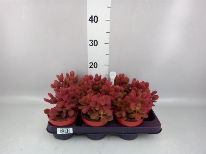 <h4>Cotyledon tome. ladys.</h4>