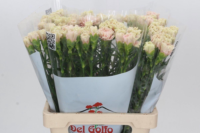 <h4>DI ST LADY TRISH</h4>