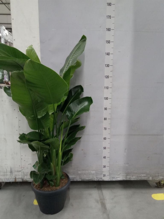 <h4>Strelitzia nicolai</h4>