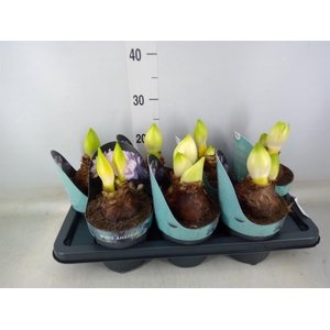 Hippeastrum DG 'White Amadeus'