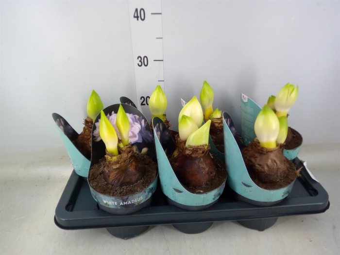 <h4>Hippeastrum DG 'White Amadeus'</h4>