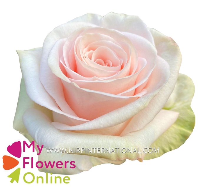 <h4>R Gr Happy Pink  Pink 60cm EC</h4>