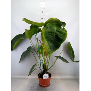 Anthurium   ...