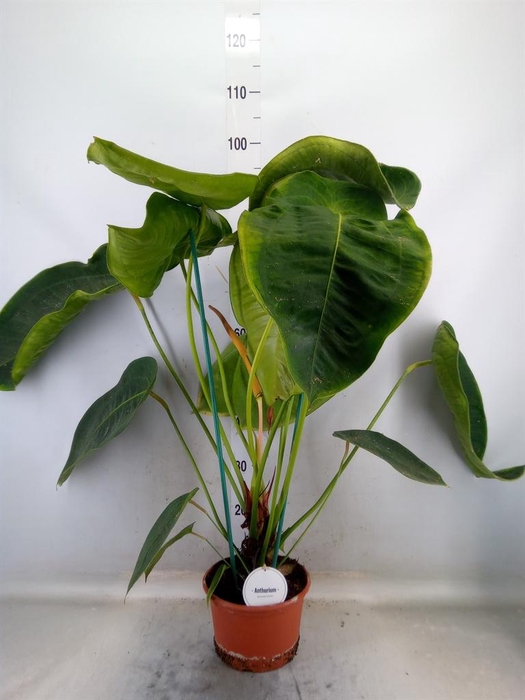 <h4>Anthurium   ...</h4>
