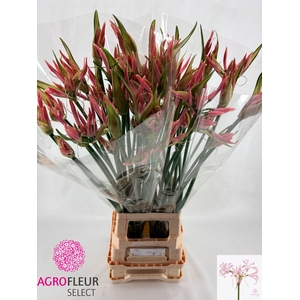 NE BO PINK WONDER