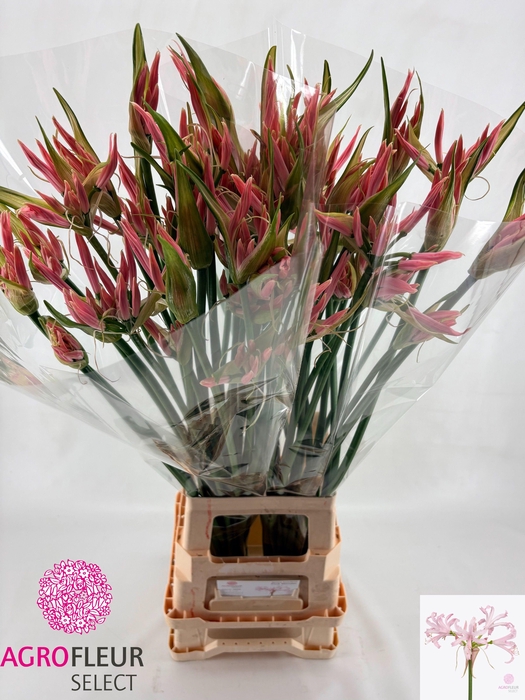 <h4>NE BO PINK WONDER</h4>