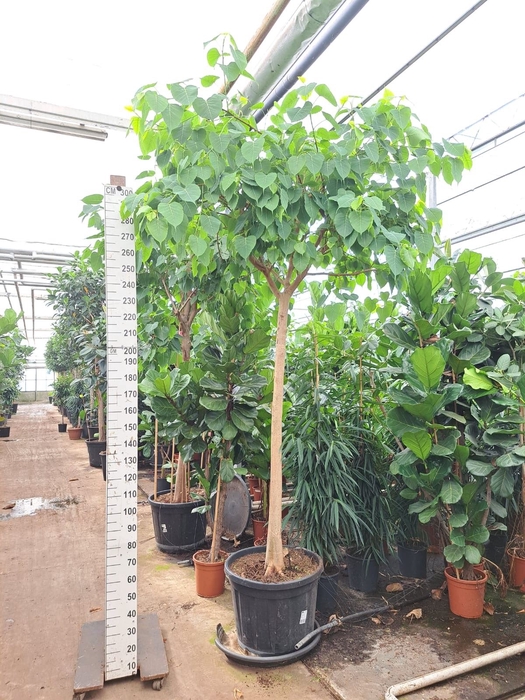 <h4>Ficus Ficus religiosa</h4>