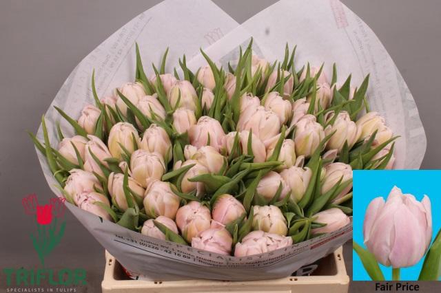 <h4>TU DU FAIR PRICE</h4>