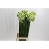 Ornithogalum Saundersiae