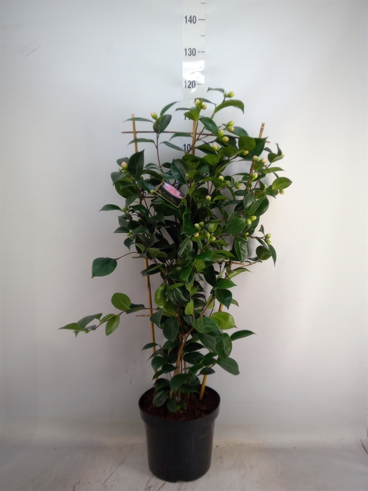 <h4>Camellia japonica</h4>