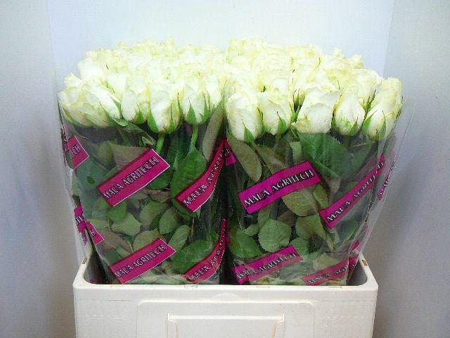 <h4>R GR COUNTDOWN!</h4>