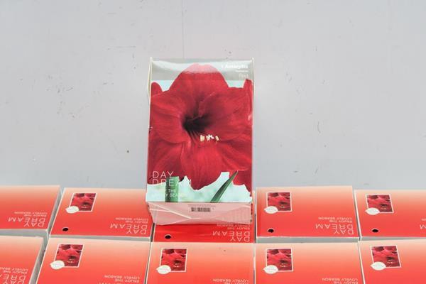 <h4>Bloembol Hippea Kado Verp X 20</h4>