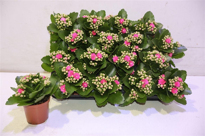 <h4>arr8 Kal Ge Nando Pink</h4>