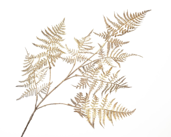 Fern Branch Champagne