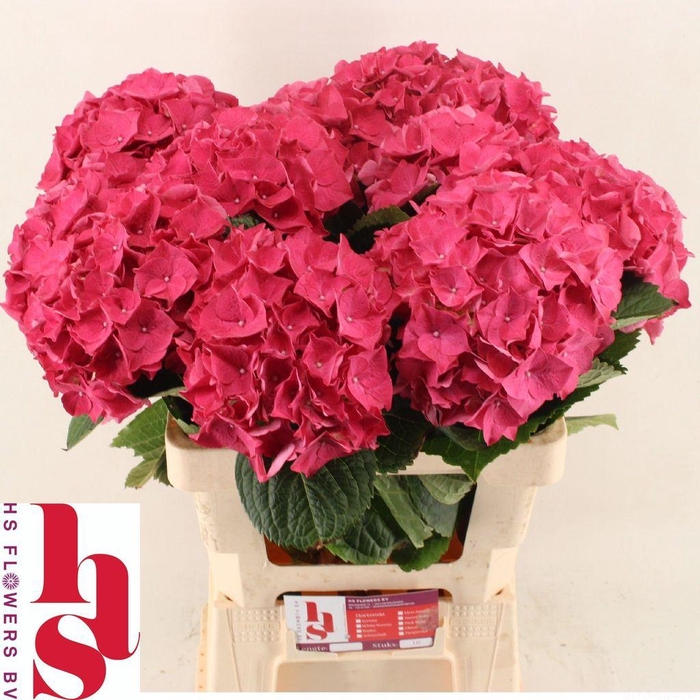 <h4>Hydrangea rodeo red</h4>