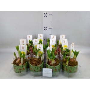 Arr.  Narcissus Tete Tete H%