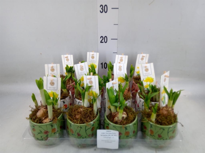 <h4>Arr.  Narcissus Tete Tete H%</h4>