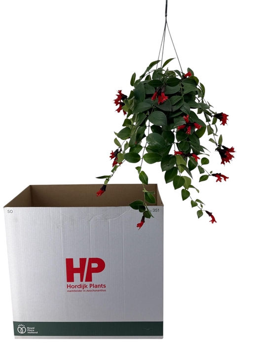 <h4>AESCHYN MONA LISA</h4>